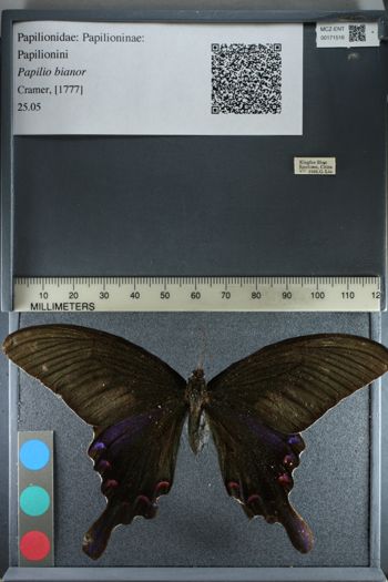 Media type: image;   Entomology 171516